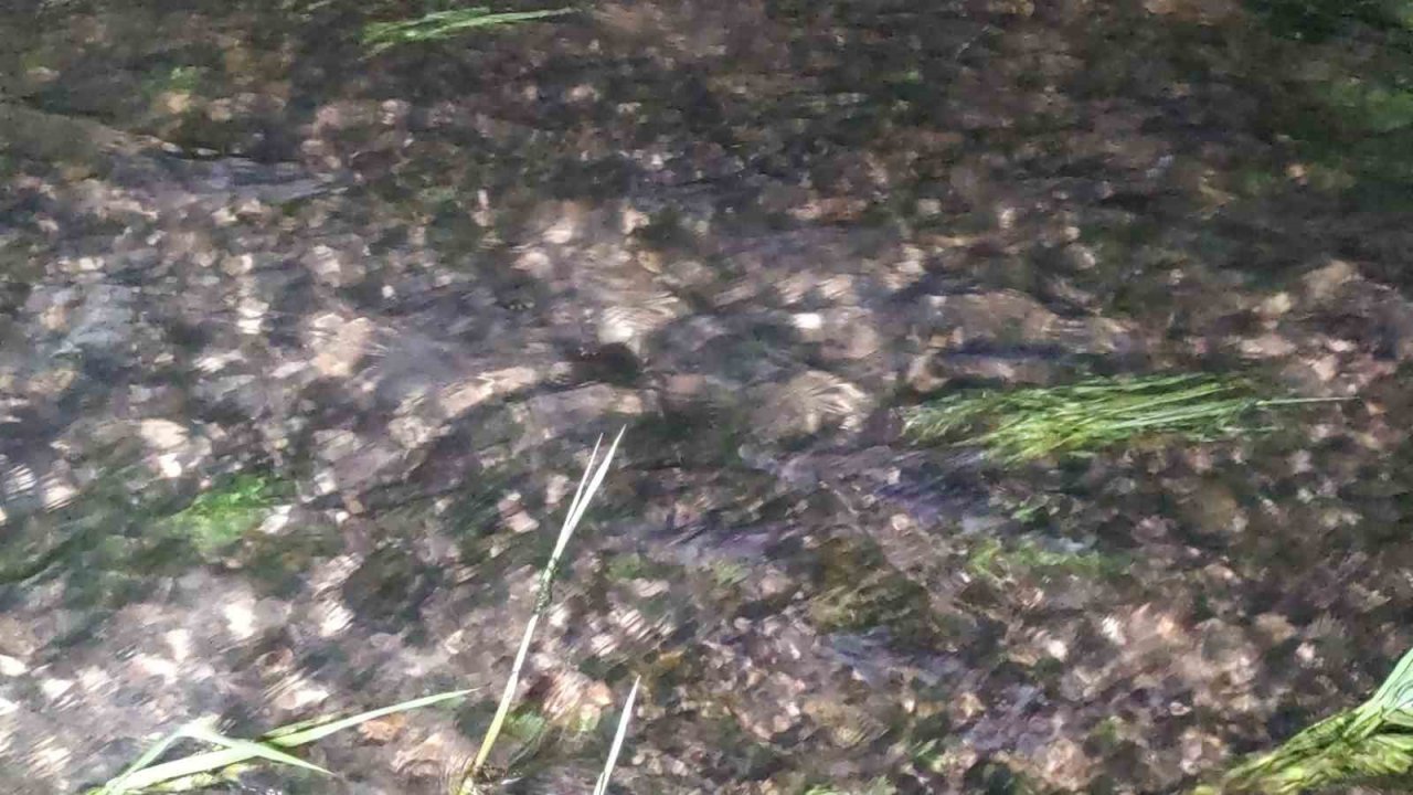 İnci kefallerinin eşsiz gece yolculuğu başladı