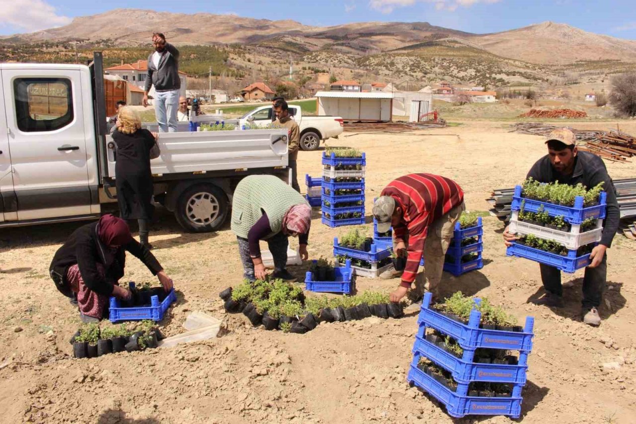 Büyükşehirin hibe ettiği, Antep fıstığı ve kekikler Elmalı’da toprakla buluştu