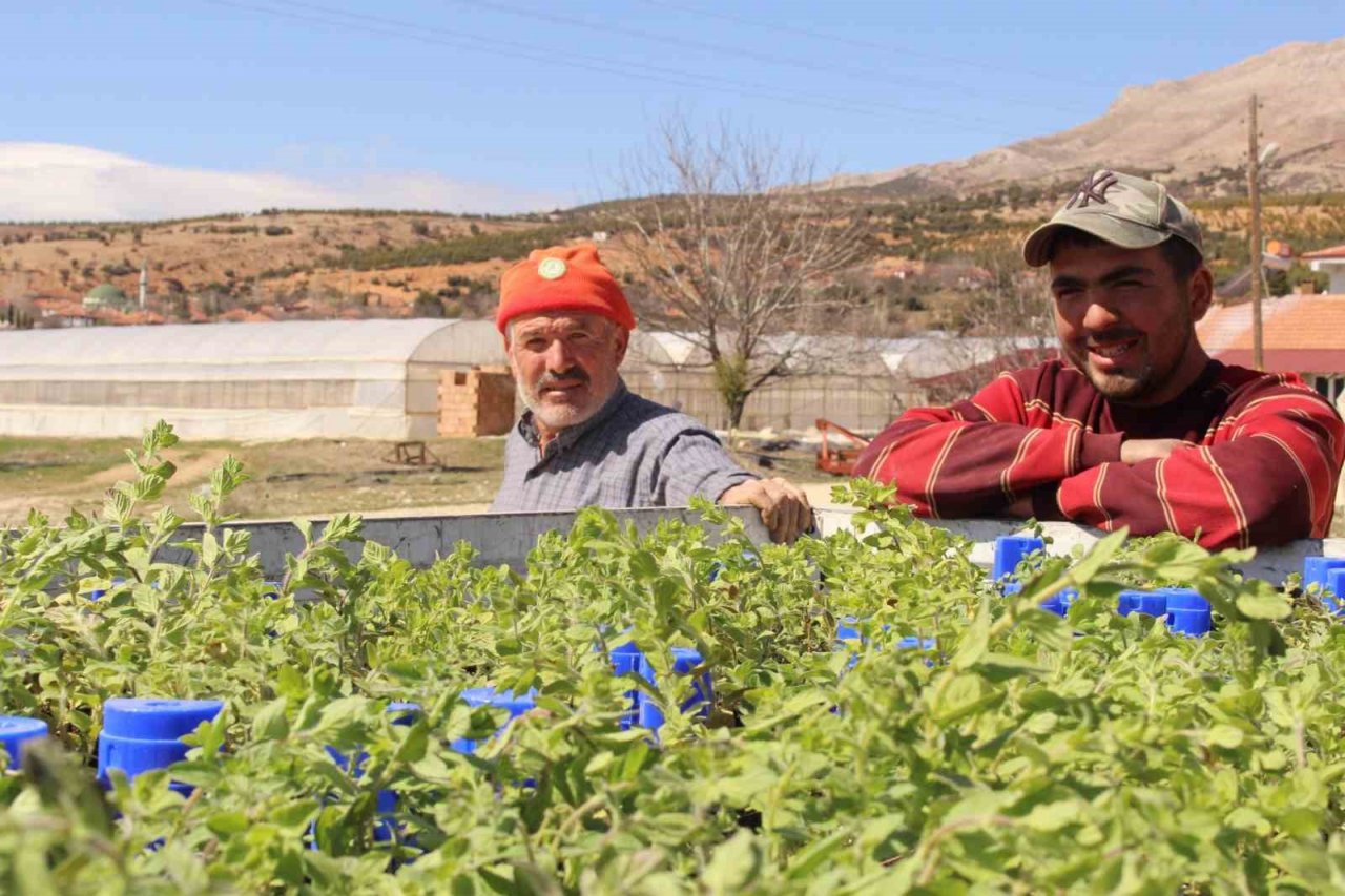 Büyükşehirin hibe ettiği, Antep fıstığı ve kekikler Elmalı’da toprakla buluştu