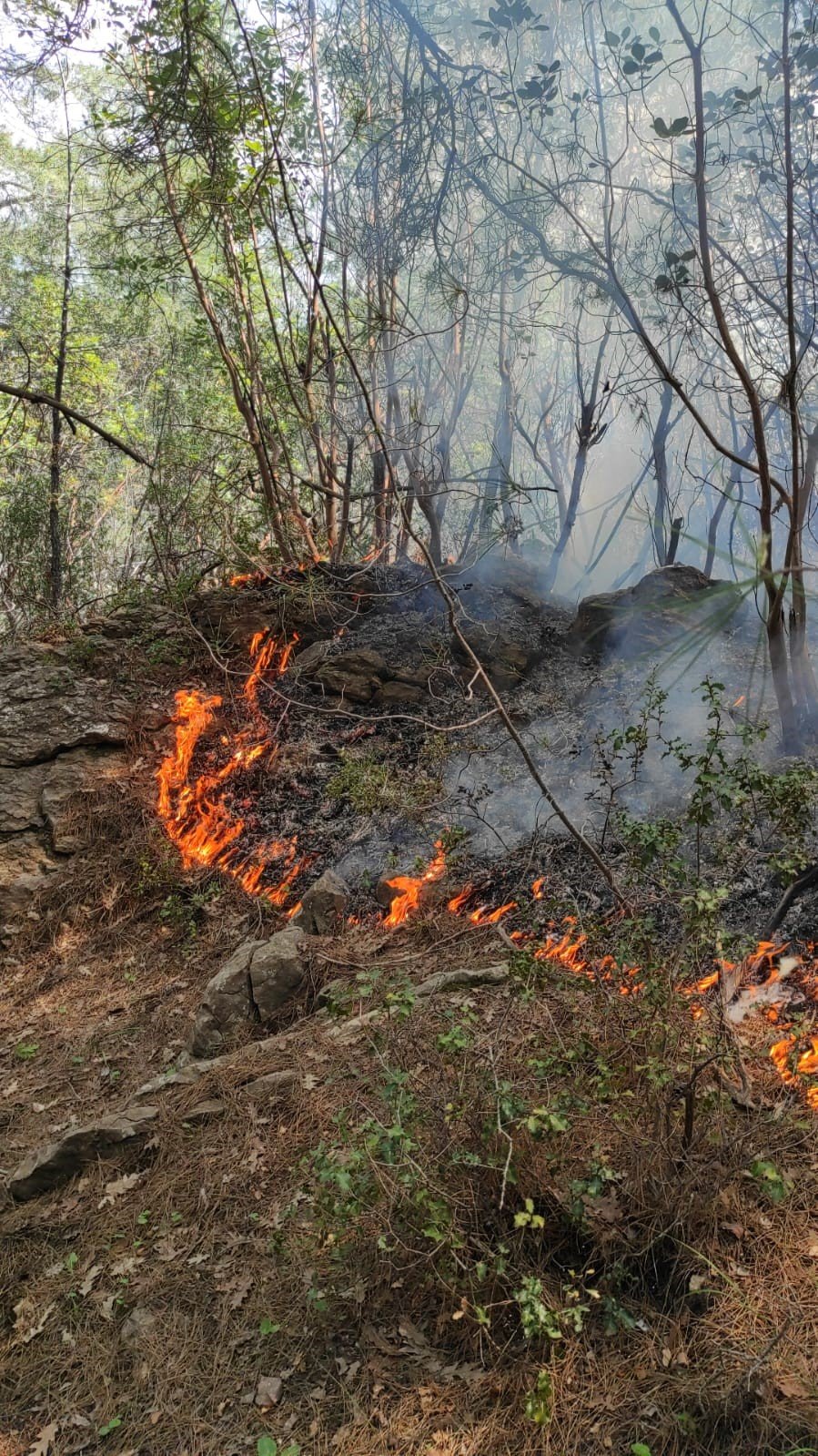 Ormanlık alanda çıkan yangın büyümeden kontrol altına alındı