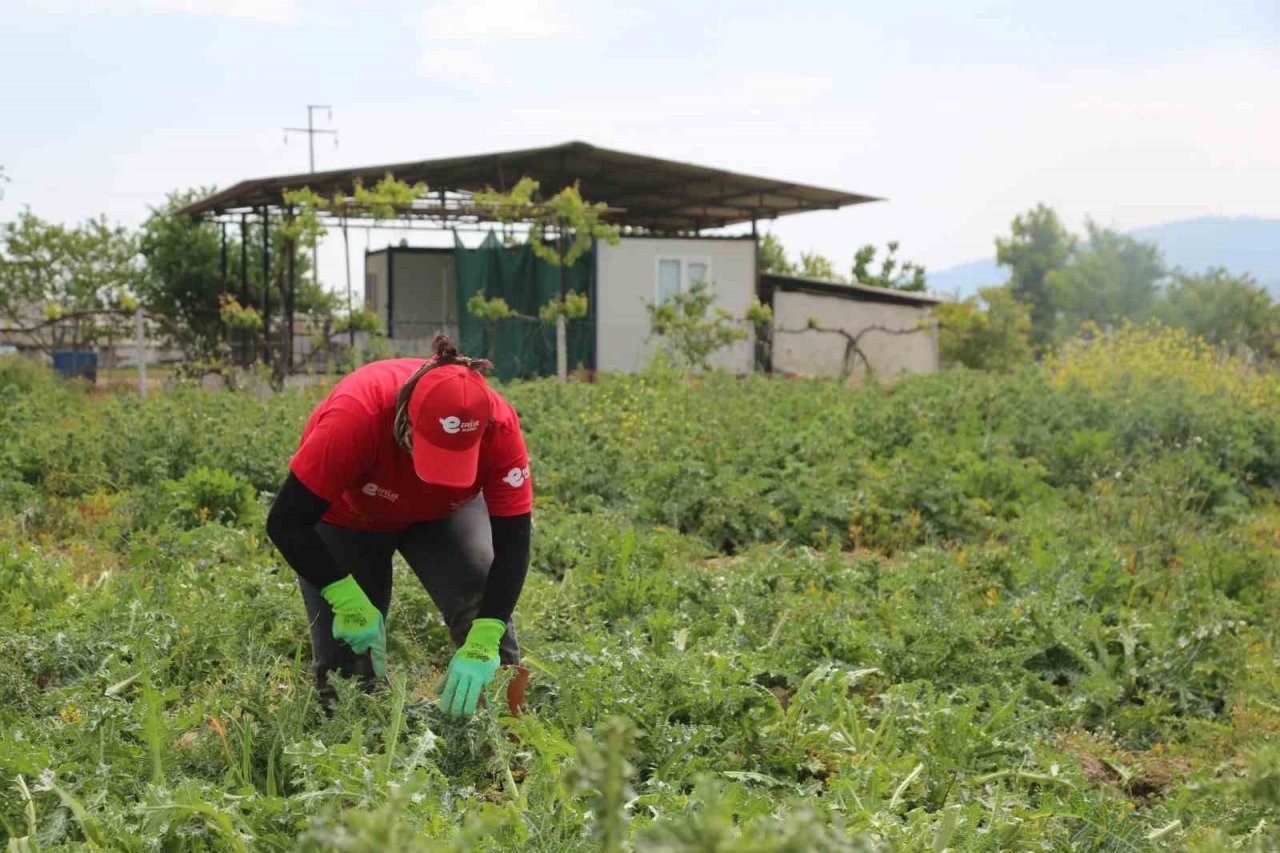 Efeler’in şevketibostanları için hasat zamanı