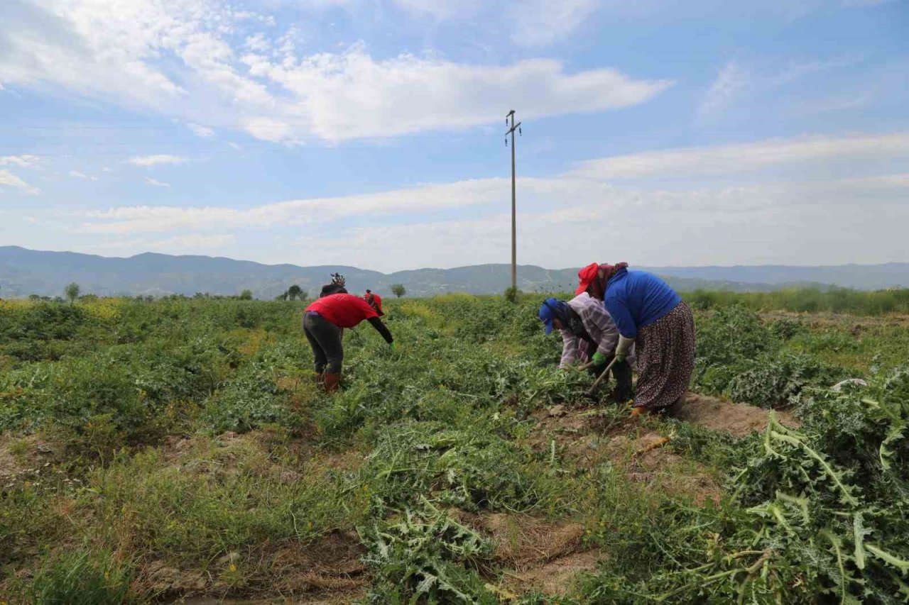 Efeler’in şevketibostanları için hasat zamanı