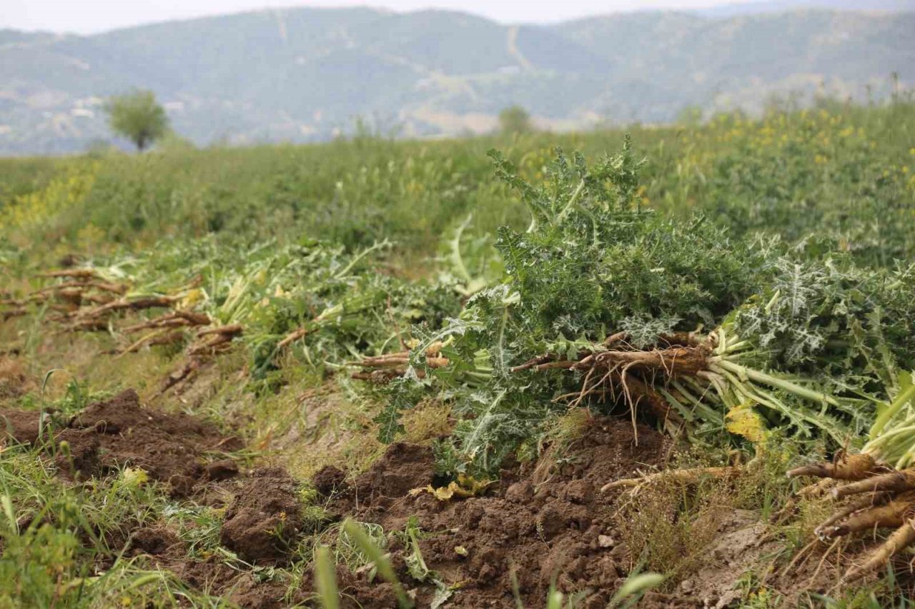 Efeler’in şevketibostanları için hasat zamanı