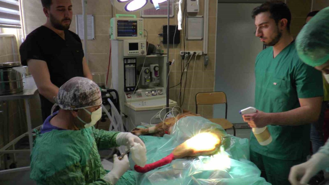 2023’ün ilk çeyreğinde büyükbaş hasta sayısı düştü