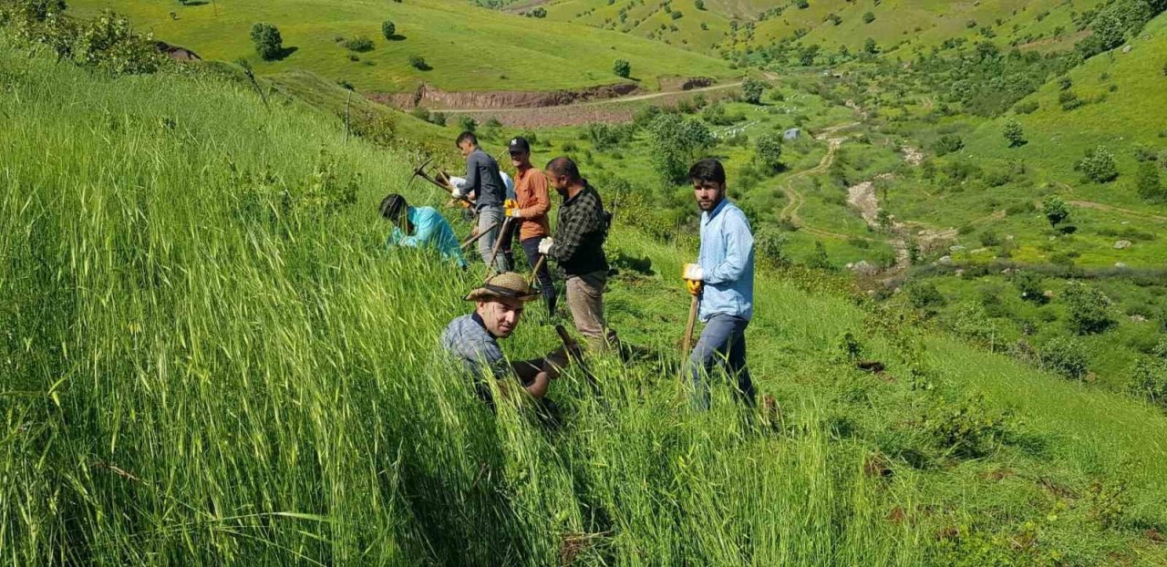 Derecik’te çiftçiler imece usulü ile birbirlerine yardım ediyor
