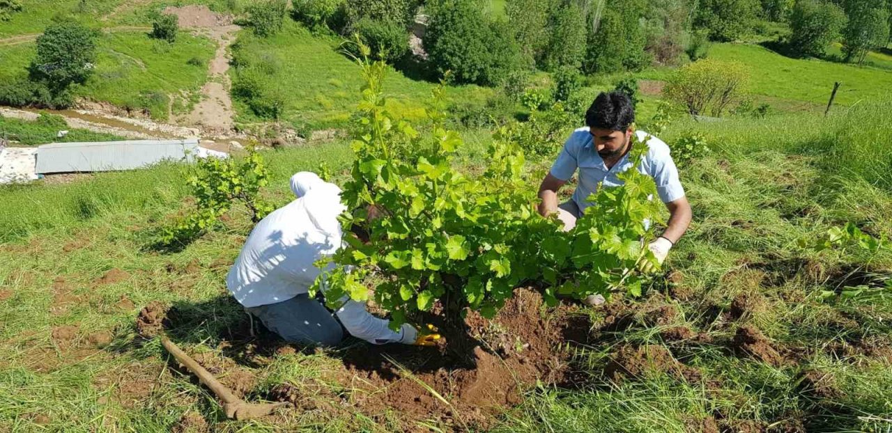 Derecik’te çiftçiler imece usulü ile birbirlerine yardım ediyor