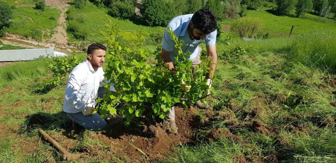 Derecik’te çiftçiler imece usulü ile birbirlerine yardım ediyor