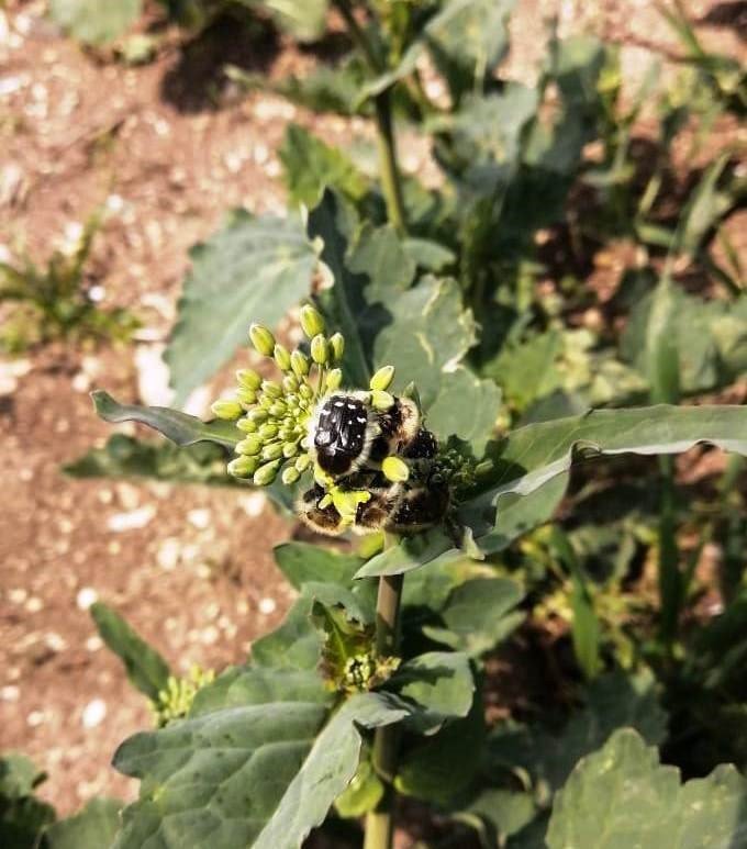 Kanolada ‘bakla zınnı’ mücadelesi