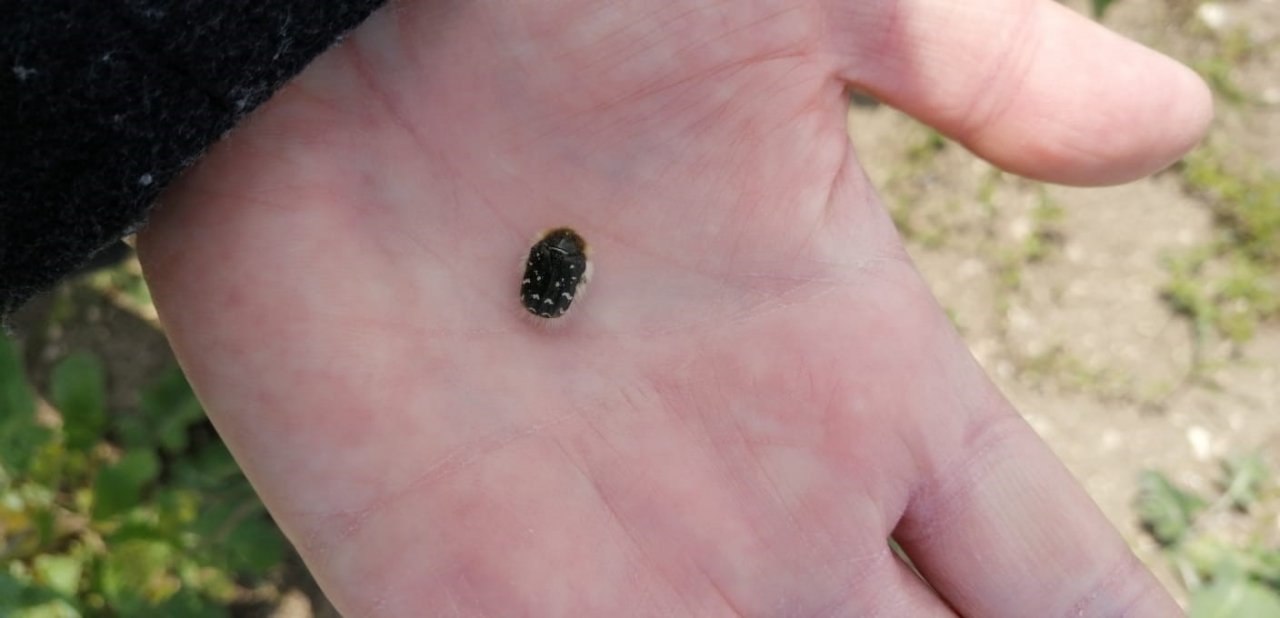 Kanolada ‘bakla zınnı’ mücadelesi