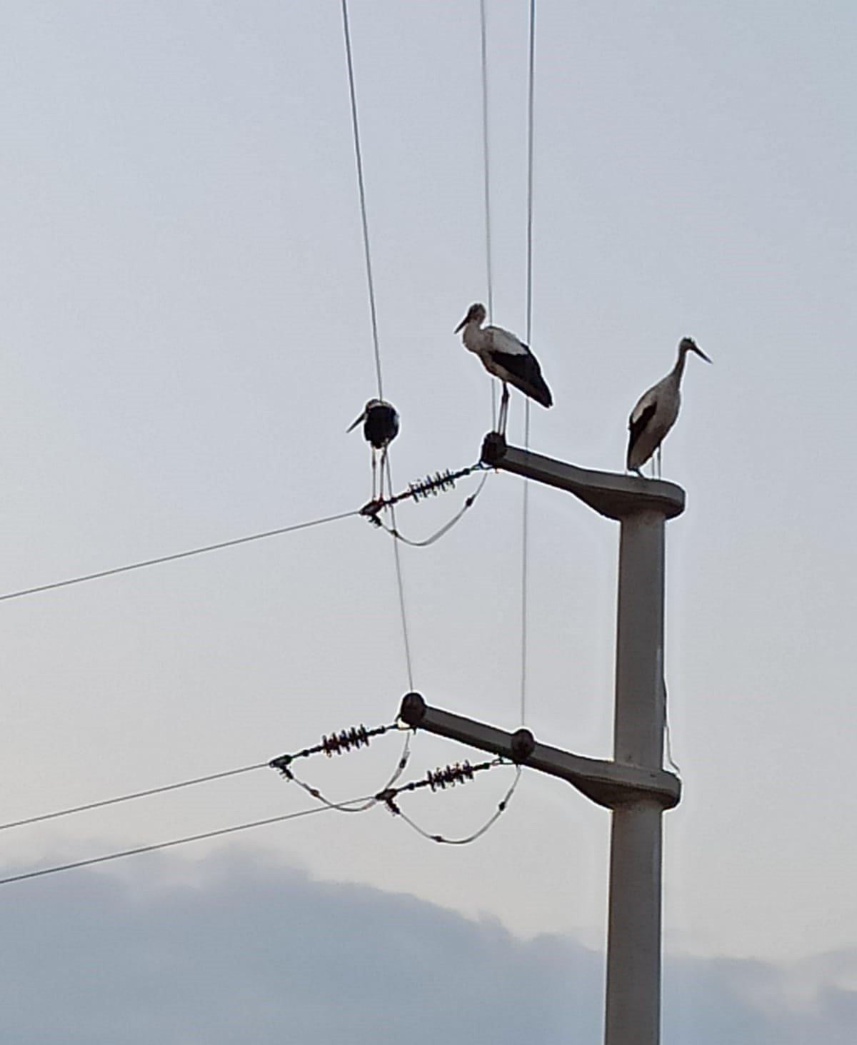 SEDAŞ, leyleklerin güvenli göç yolculuğu için önlemlerini aldı