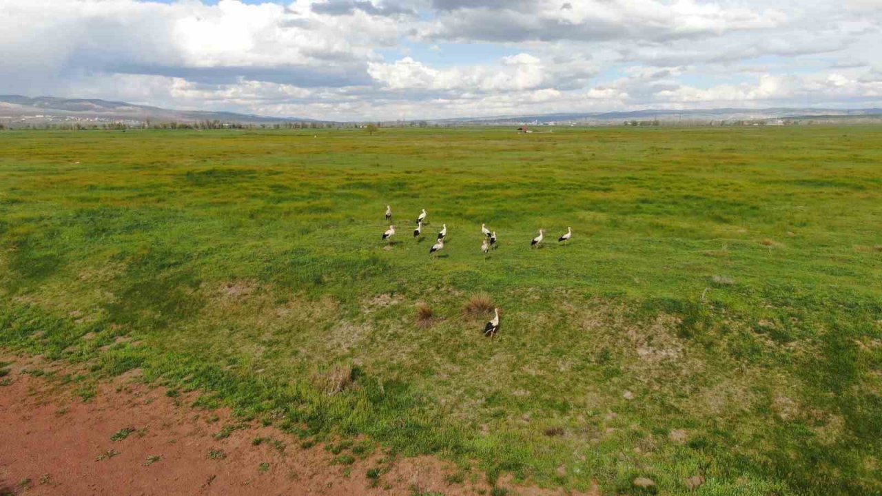 Doğada sürü halinde gezen leylekler dikkat çekti