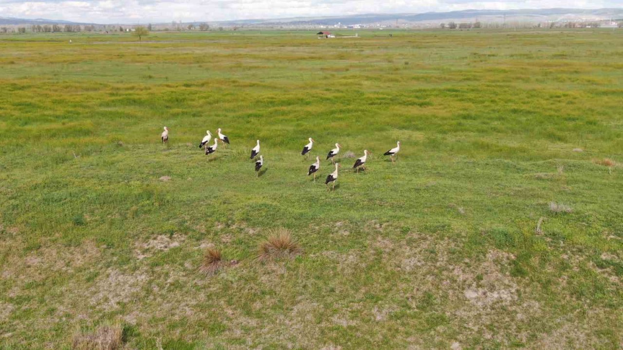Doğada sürü halinde gezen leylekler dikkat çekti