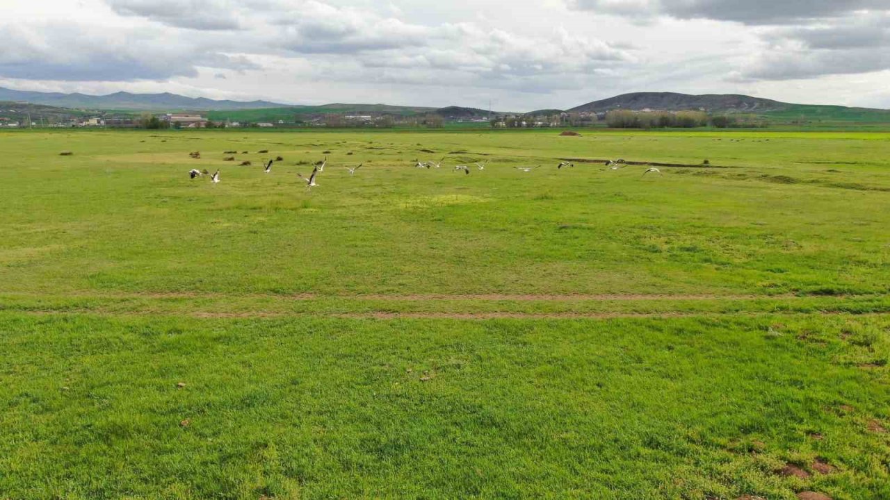 Doğada sürü halinde gezen leylekler dikkat çekti