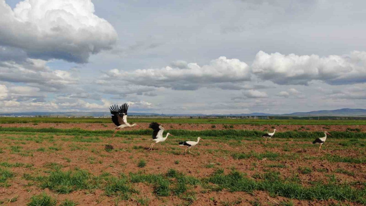 Doğada sürü halinde gezen leylekler dikkat çekti