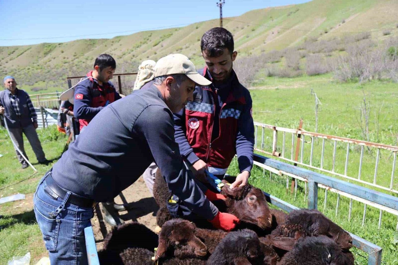 Bingöl’de küçükbaş hayvanlar aşılanıyor