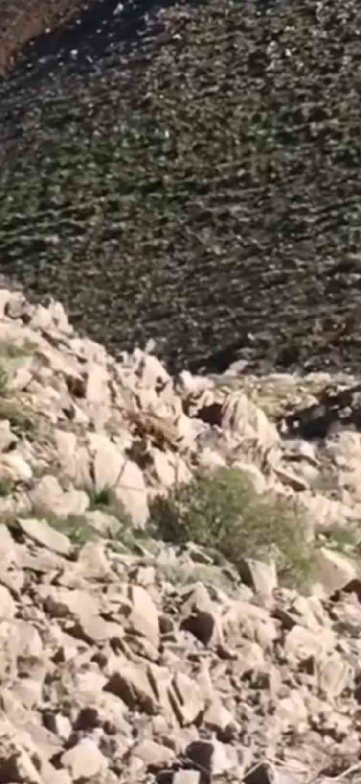 Elazığ’da nesli tükenmekte olan Afrika-Asya sırtlanı görüldü