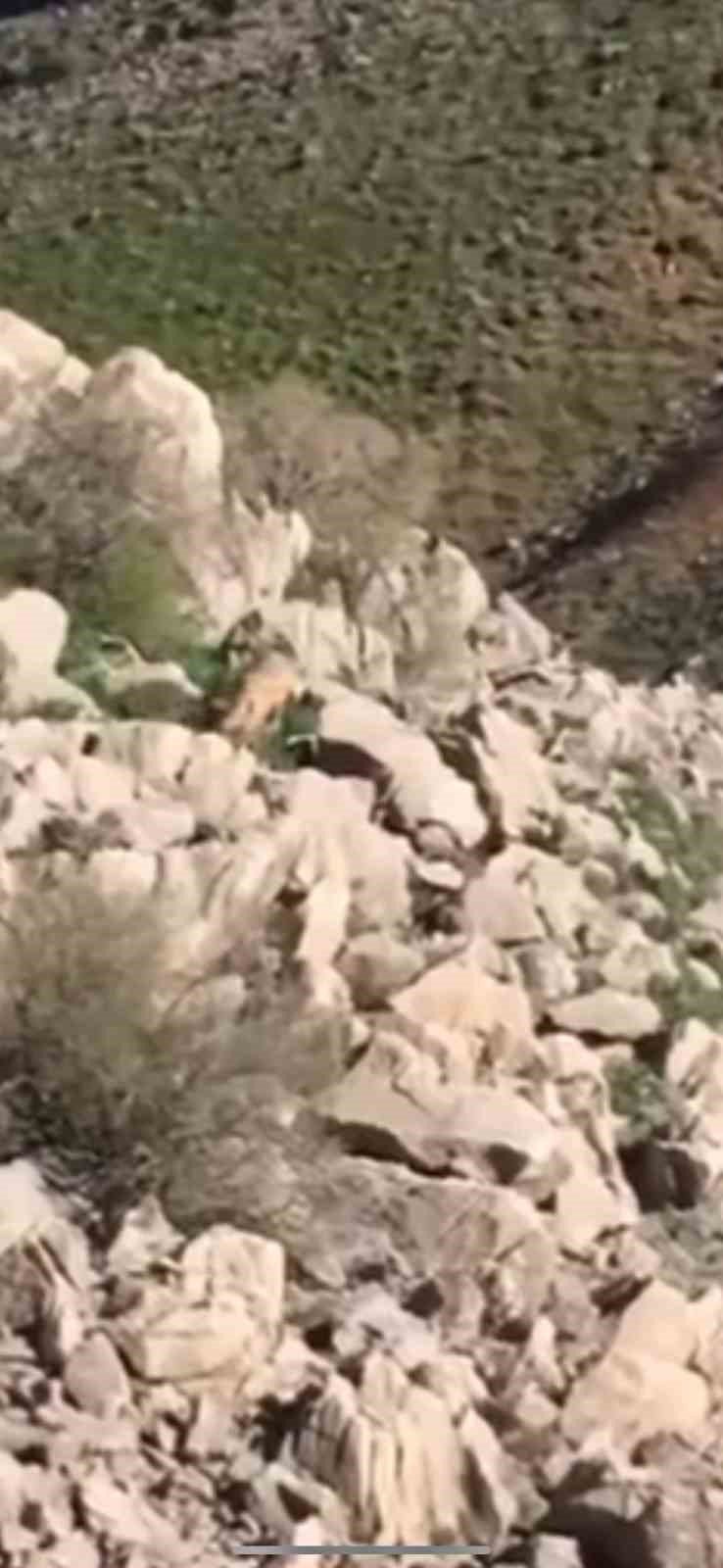 Elazığ’da nesli tükenmekte olan Afrika-Asya sırtlanı görüldü