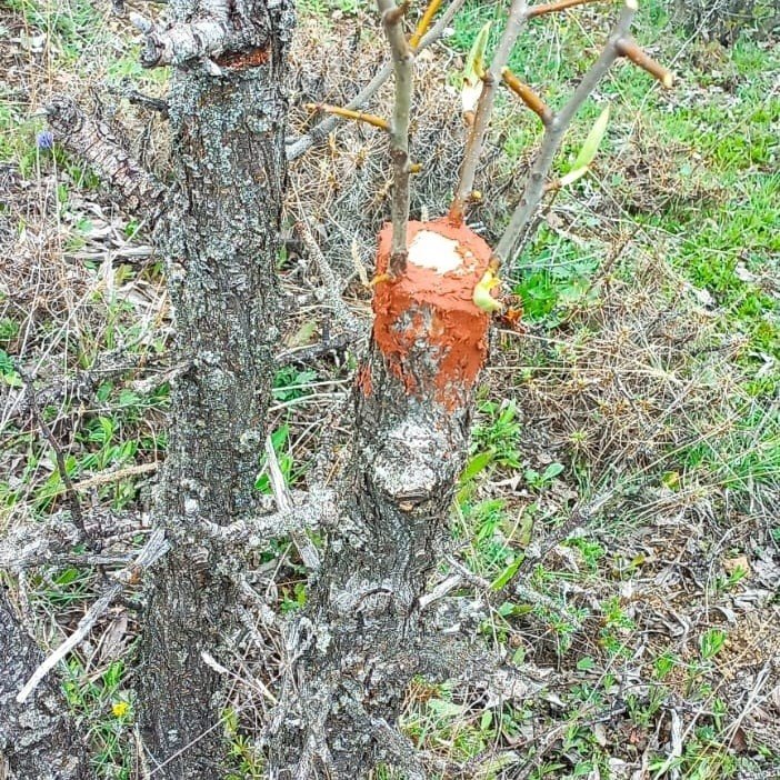 Yabani ağaçları meyve vermesi için gönüllü olarak aşılıyor