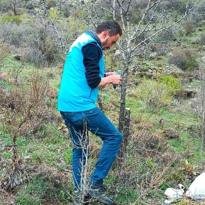 Yabani ağaçları meyve vermesi için gönüllü olarak aşılıyor