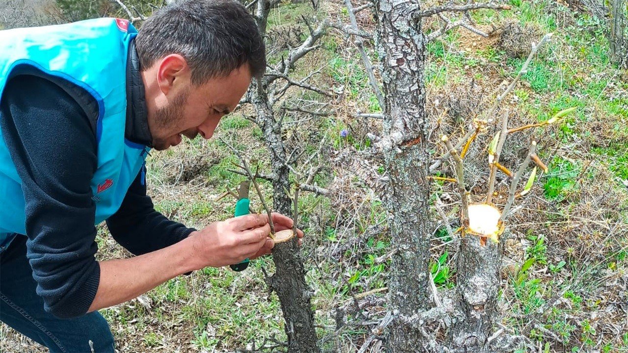 Yabani ağaçları meyve vermesi için gönüllü olarak aşılıyor