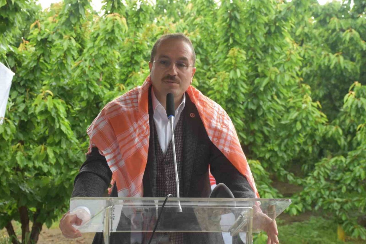 İzmir Kemalpaşa’da yılın ilk kiraz hasadı yapıldı