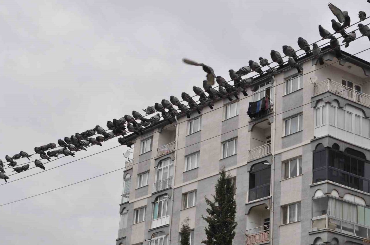 Kuşların ekmek büfesi yanında kırıntı nöbeti