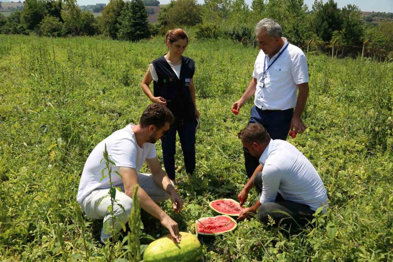 Üreticilere çilek bahçesi tesisi ve karpuz tohumu desteği