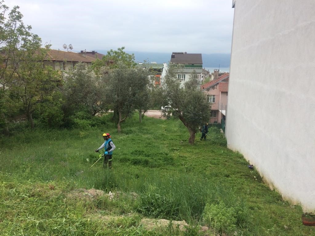 Körfez’de yabani ot biçme çalışmaları sürüyor