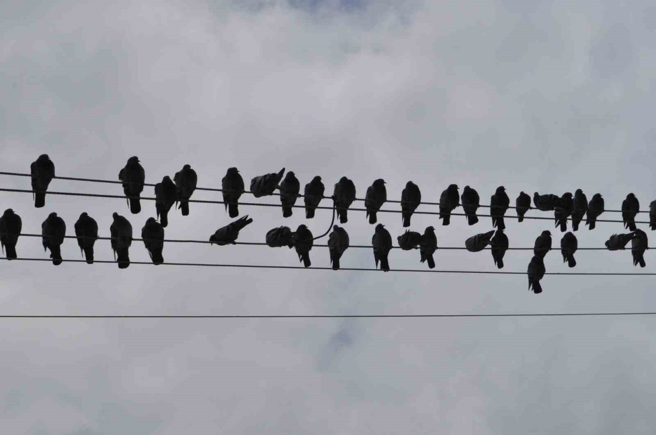 Kuşların ekmek büfesi yanında kırıntı nöbeti