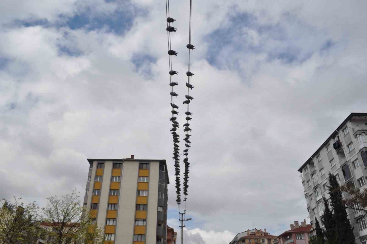 Kuşların ekmek büfesi yanında kırıntı nöbeti