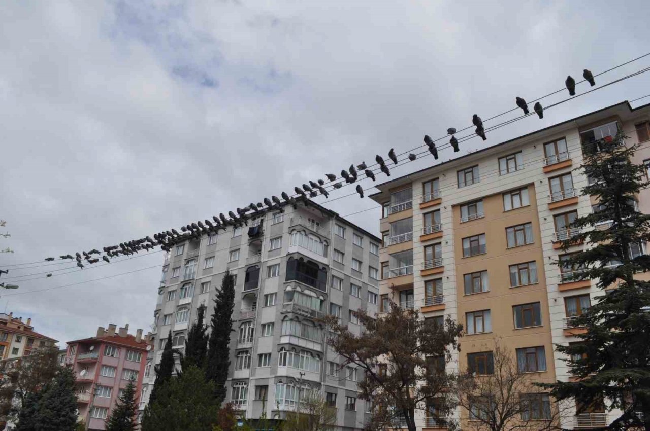 Kuşların ekmek büfesi yanında kırıntı nöbeti