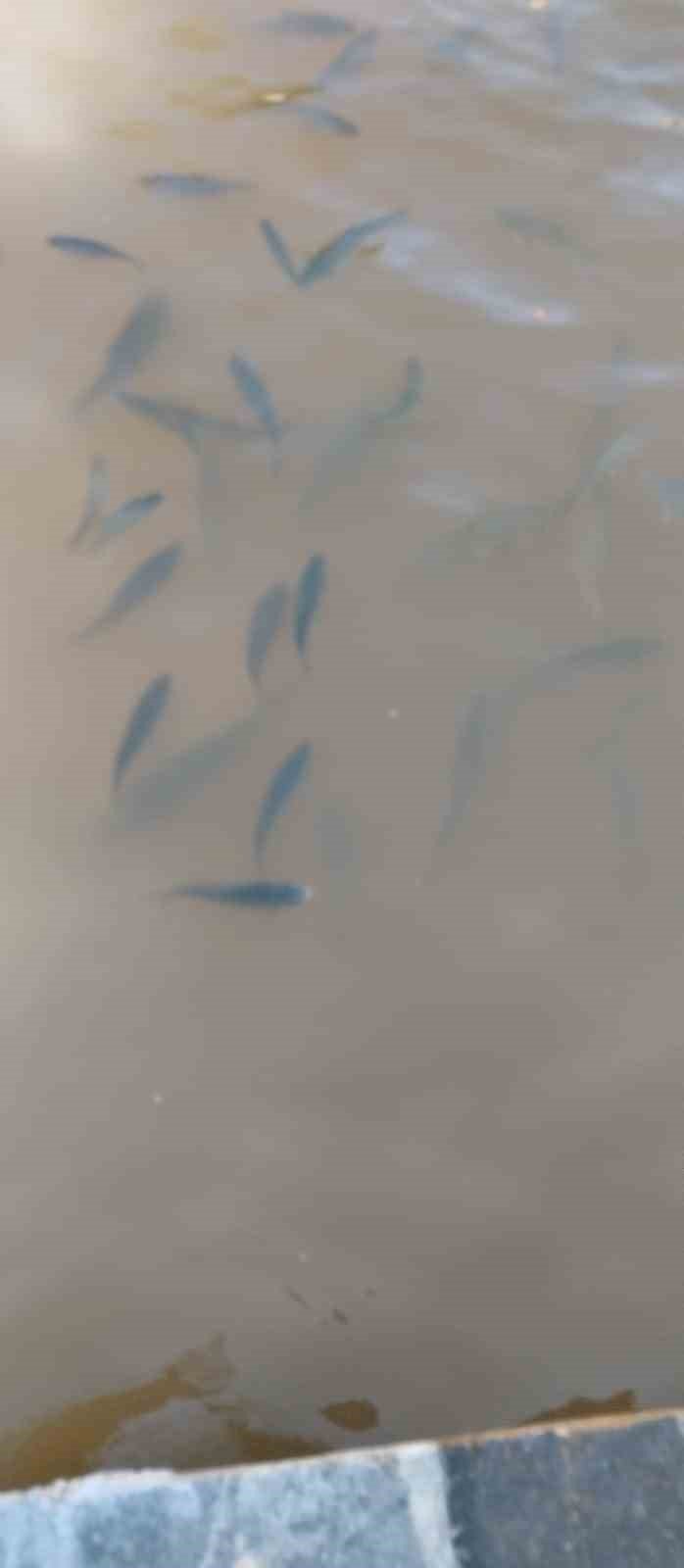 Elazığ Su Ürünleri Araştırma Enstitüsü, Balıklıgöl’de inceleme yaptı