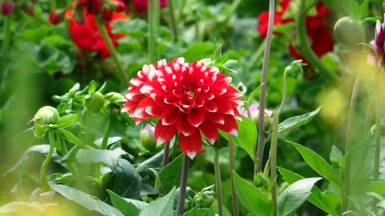 Rengarenk çiçekler tezgahları süslüyor