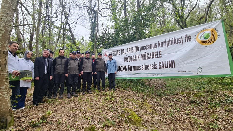 Gal arısıyla mücadelede "Torymus sinensis" böceğini doğaya saldılar