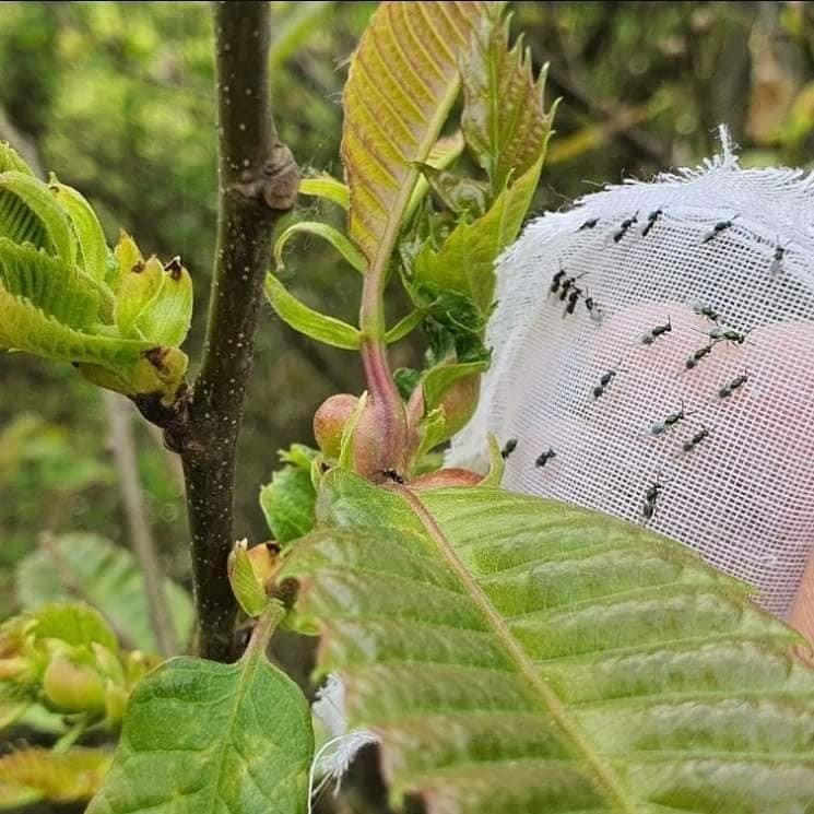 Gal arısıyla mücadelede "Torymus sinensis" böceğini doğaya saldılar