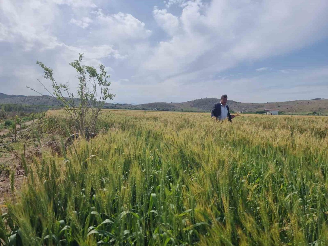 Çukurova’da yağışlarla yüzü gülen üretici hasat için gün sayıyor