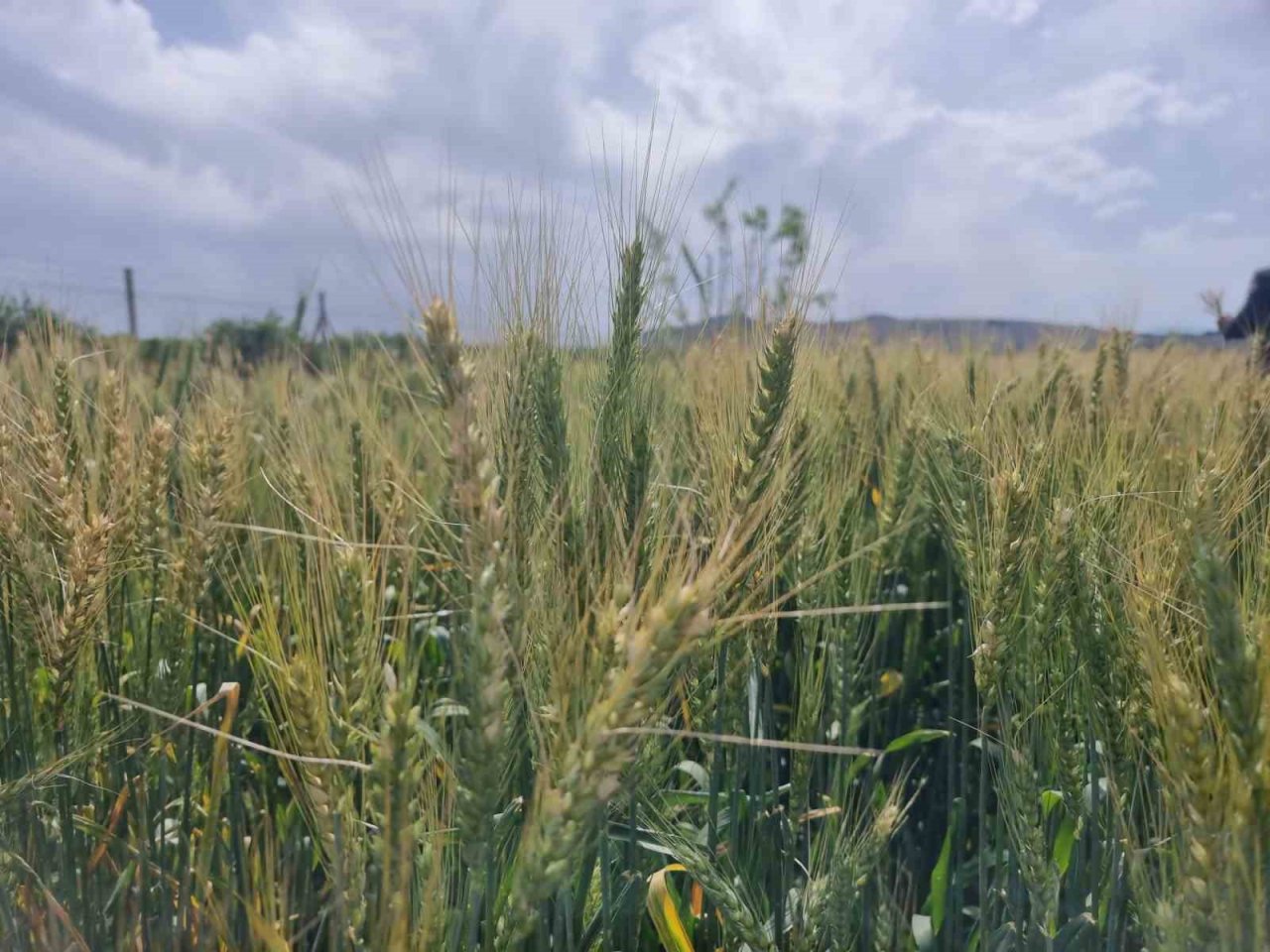 Çukurova’da yağışlarla yüzü gülen üretici hasat için gün sayıyor