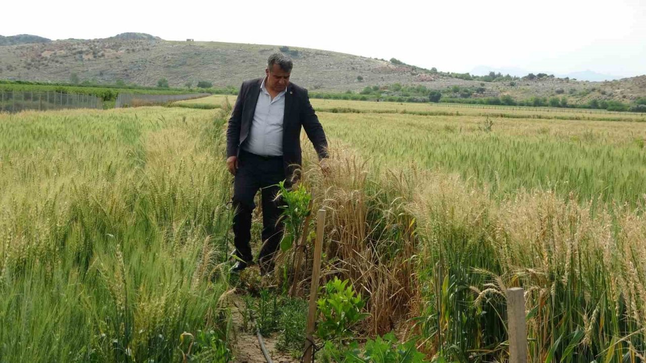 Çukurova’da yağışlarla yüzü gülen üretici hasat için gün sayıyor