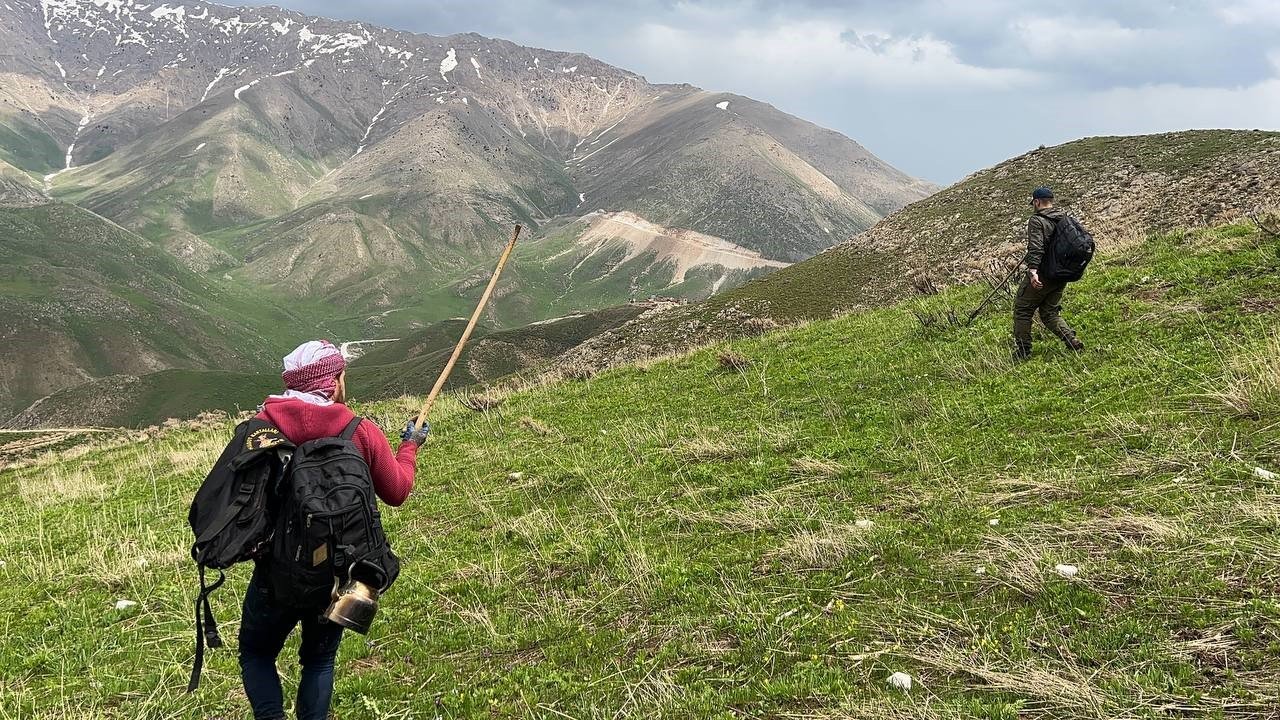 Pancar toplamak için dağlara tırmanıp kilometrelerce yürüyorlar