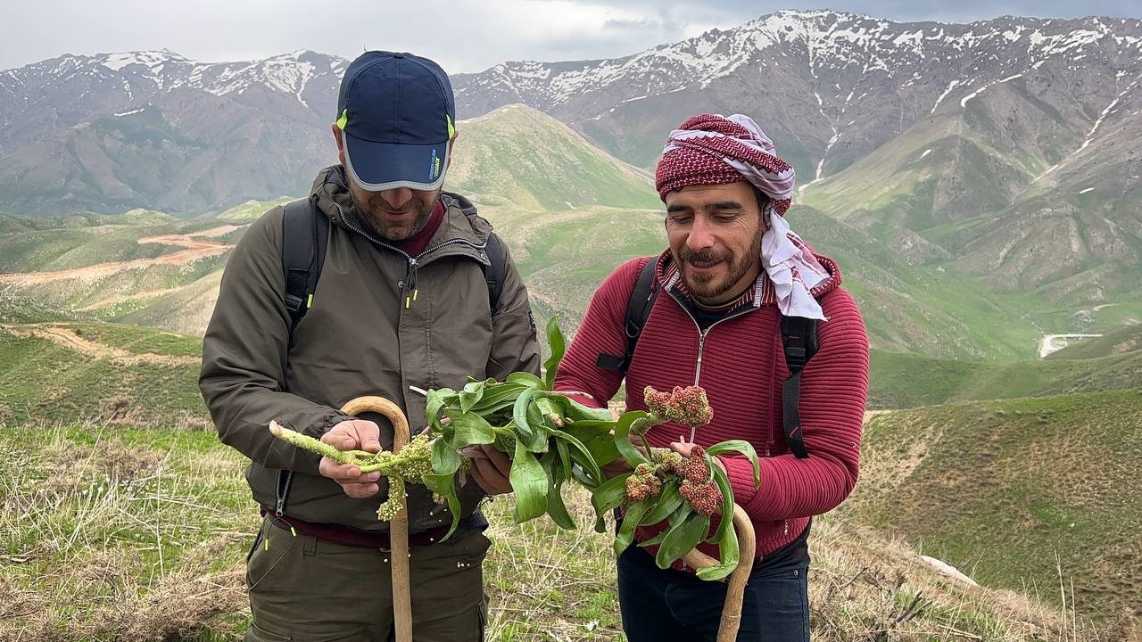 Pancar toplamak için dağlara tırmanıp kilometrelerce yürüyorlar