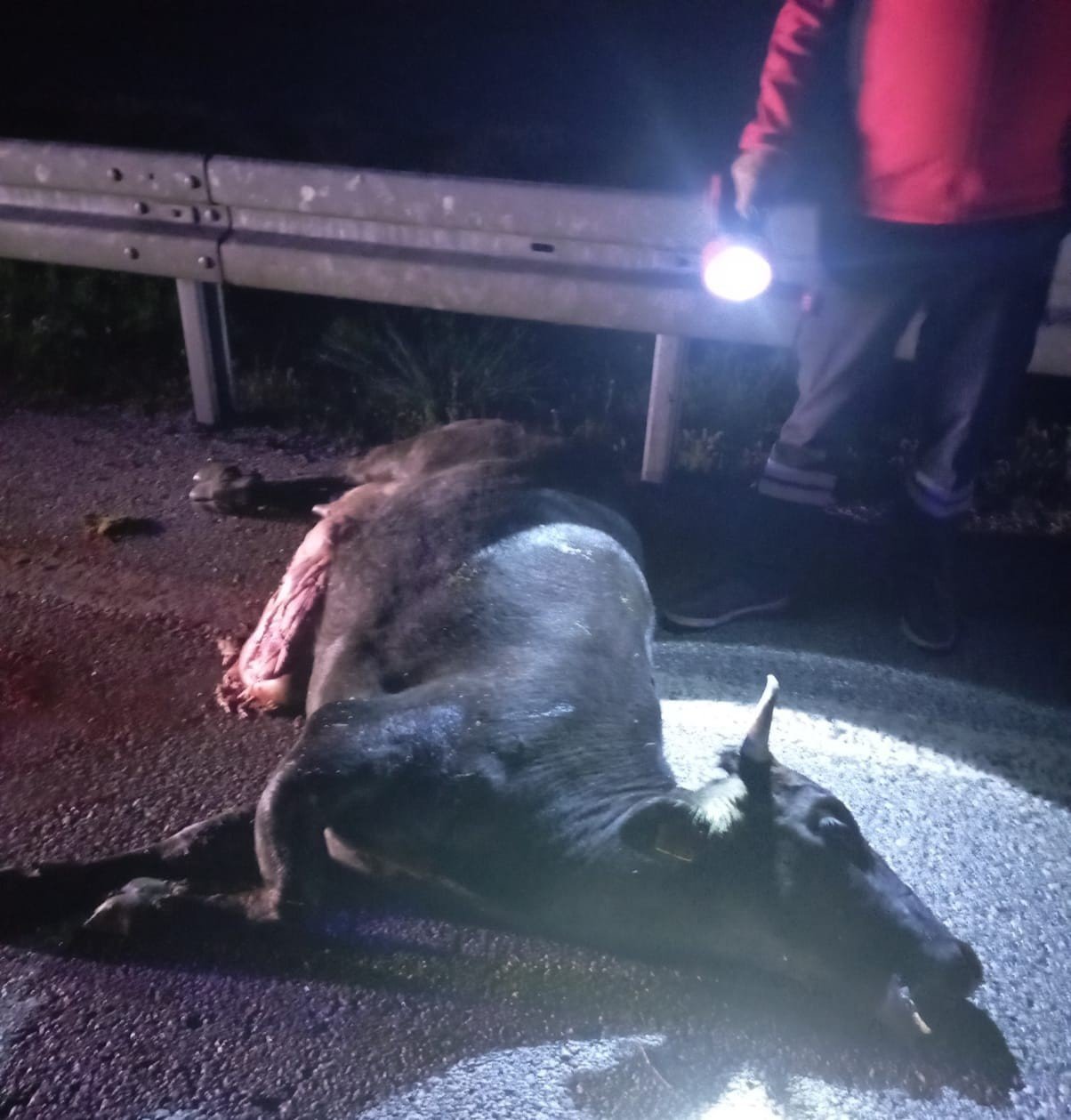 Çorum’da büyükbaş hayvan kazaya neden oldu: 4 yaralı