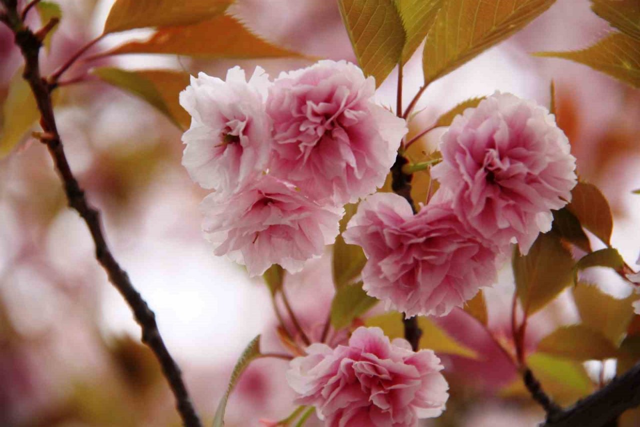 Güzel kokusuyla rengarenk çiçeği ile sakura ağacı