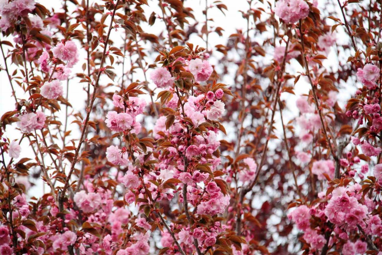Güzel kokusuyla rengarenk çiçeği ile sakura ağacı