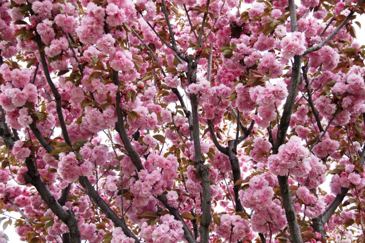 Güzel kokusuyla rengarenk çiçeği ile sakura ağacı
