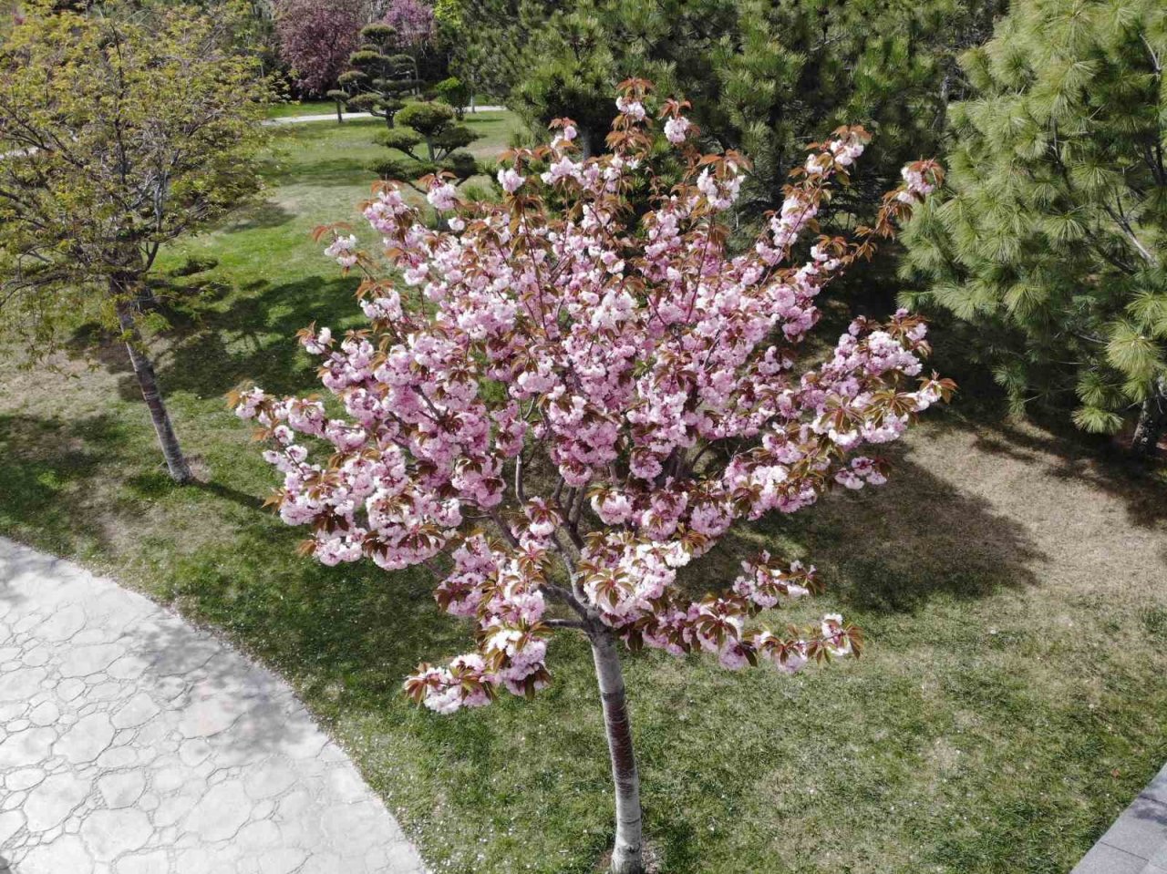 Güzel kokusuyla rengarenk çiçeği ile sakura ağacı