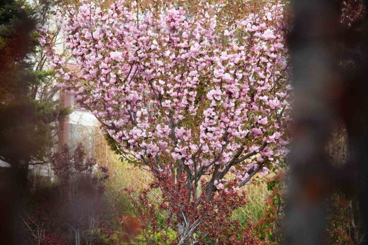 Güzel kokusuyla rengarenk çiçeği ile sakura ağacı