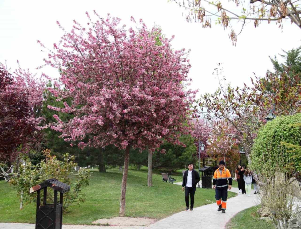 Güzel kokusuyla rengarenk çiçeği ile sakura ağacı