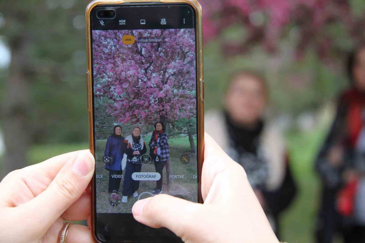 Güzel kokusuyla rengarenk çiçeği ile sakura ağacı