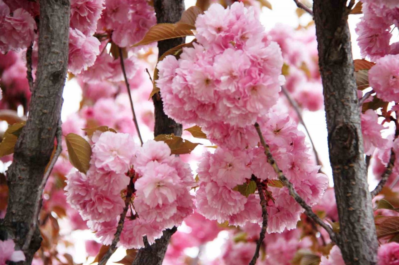 Güzel kokusuyla rengarenk çiçeği ile sakura ağacı