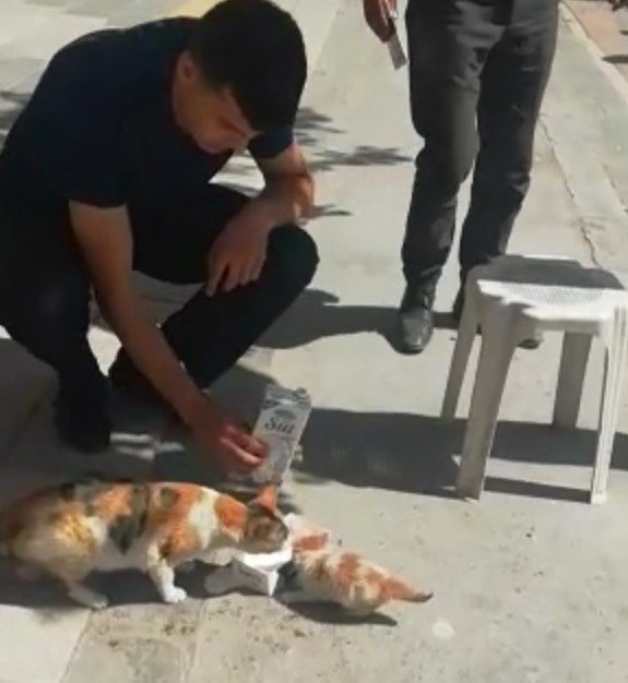 Anne kedi, yavrusu kurtarılırken bir an olsun başından ayrılmadı
